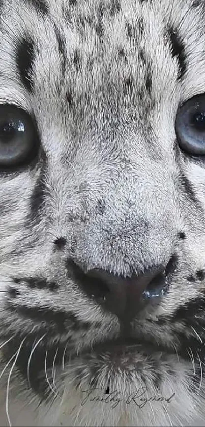 Close-up of a snow leopard's face with striking eyes.