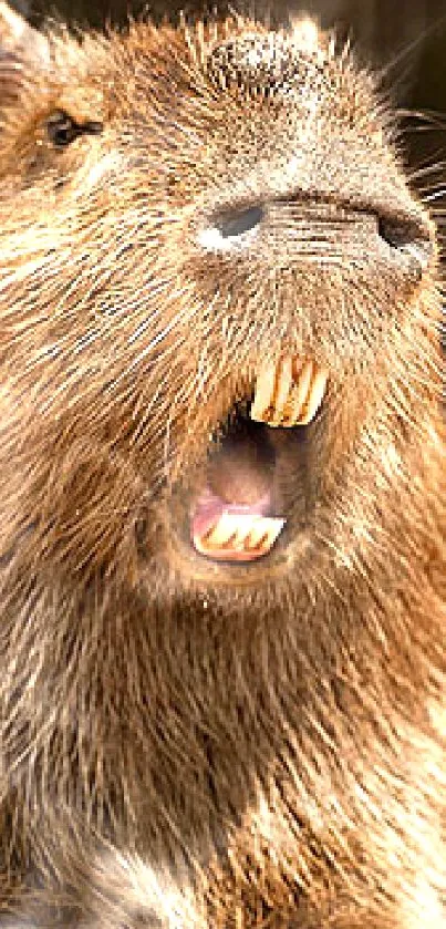 Close-up of a capybara with open mouth, showcasing its natural habitat.