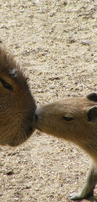 Two capybaras touching noses in a sandy background.