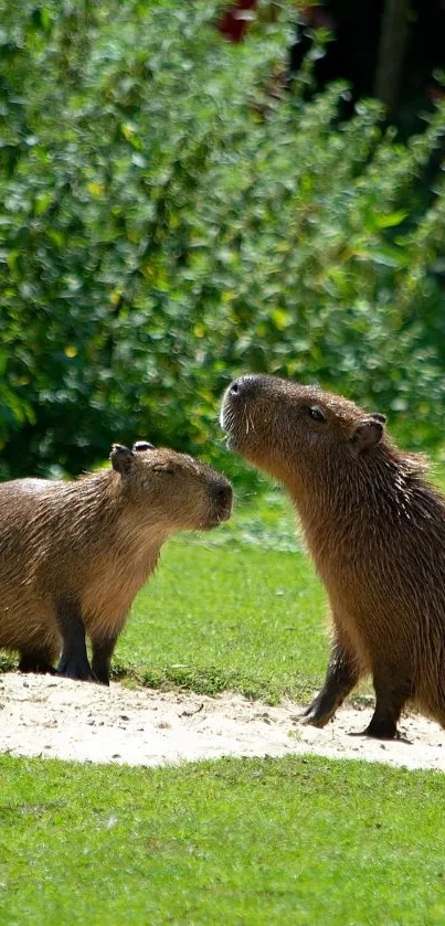 Two capybaras in a lush green field as mobile wallpaper.