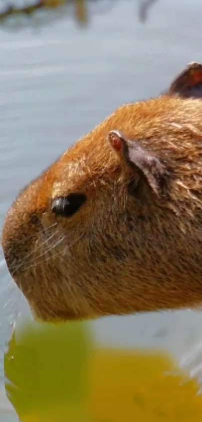 Capybara wading in tranquil water.