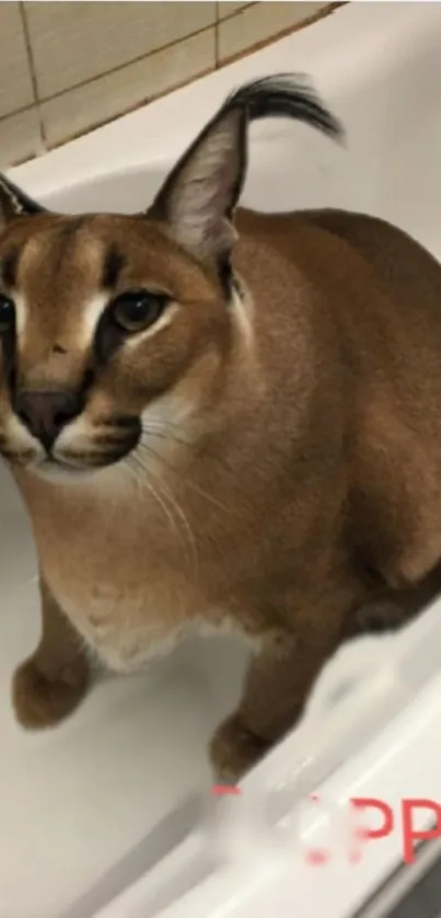 A caracal sits inquisitively in a white bathtub, showing its tufted ears and sharp gaze.