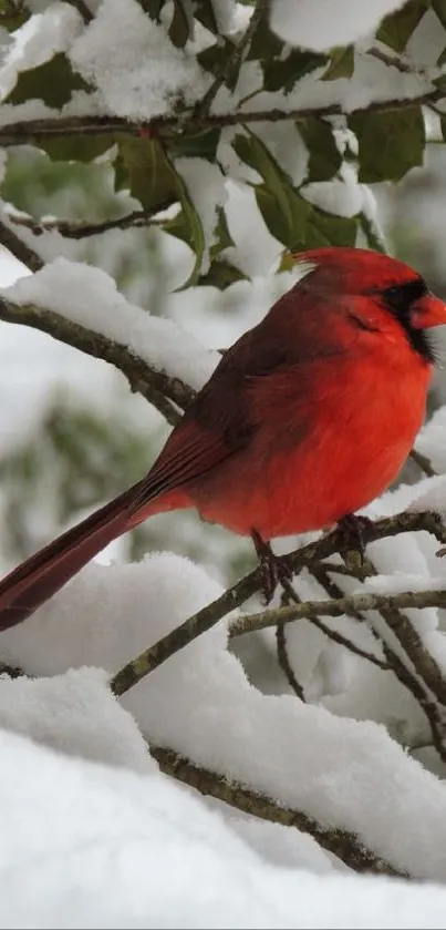 Red cardinal on snowy branch mobile wallpaper.