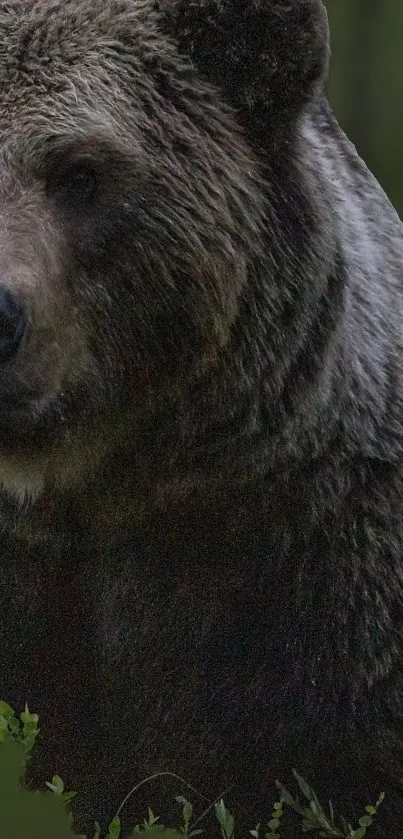 bear 3d Live Wallpaper