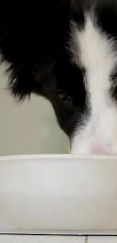 Carnivore Dog Mammal Live Wallpaper
