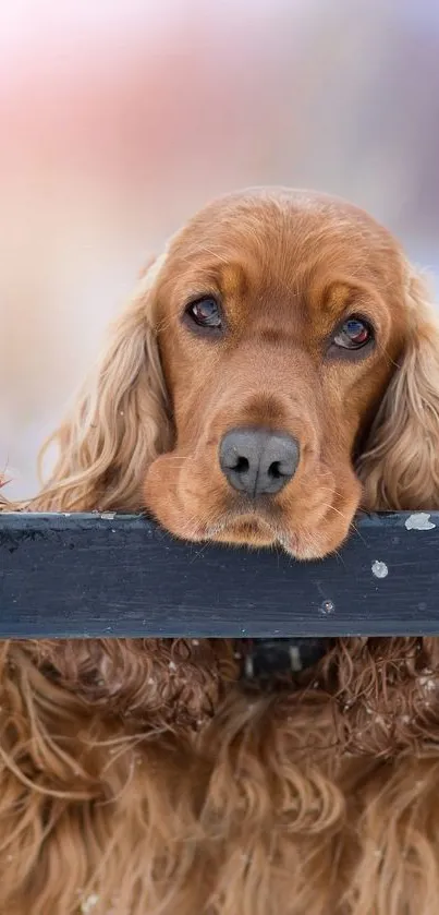 Carnivore Dog Mammal Live Wallpaper