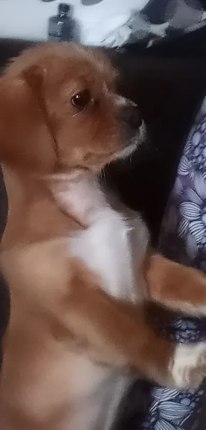 Carnivore Dog Racy Live Wallpaper