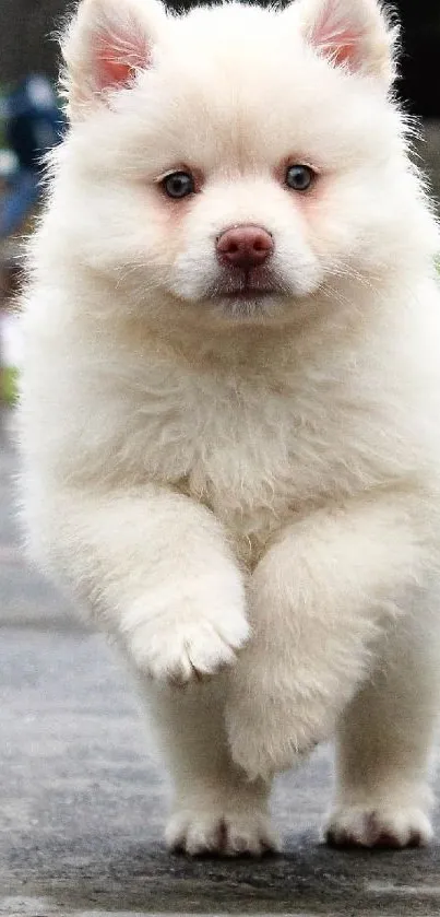Carnivore Dog Snout Live Wallpaper