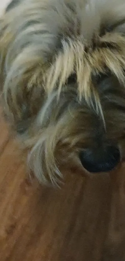 Carnivore Dog Snout Live Wallpaper