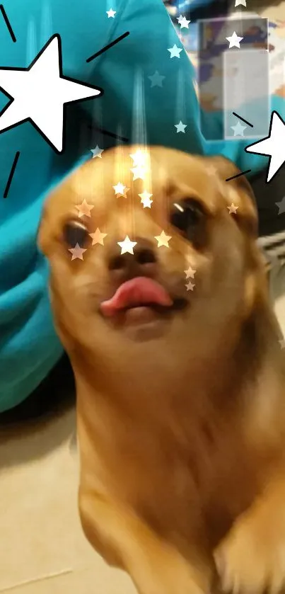 Carnivore Dog Snout Live Wallpaper