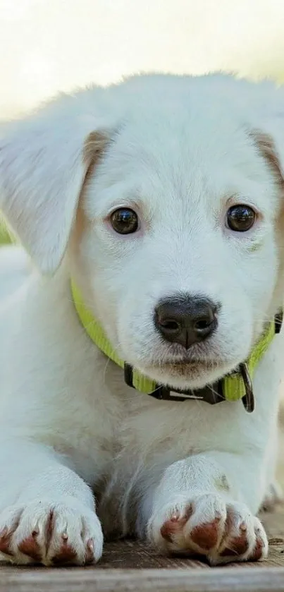 Carnivore Dog Snout Live Wallpaper
