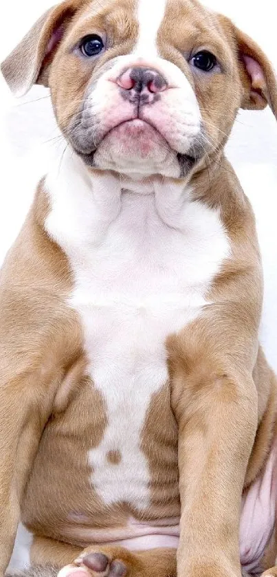 Carnivore Dog Snout Live Wallpaper