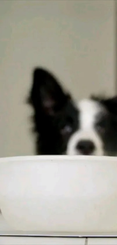 Carnivore Dog Whiskers Live Wallpaper
