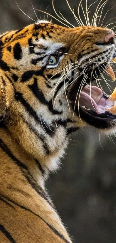 Carnivore Felidae Bengal Tiger Live Wallpaper