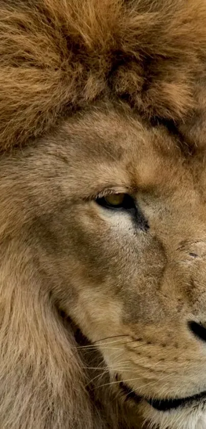 Carnivore Felidae Whiskers Live Wallpaper