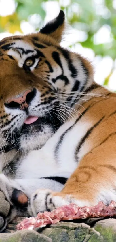 Carnivore Felidae Whiskers Live Wallpaper