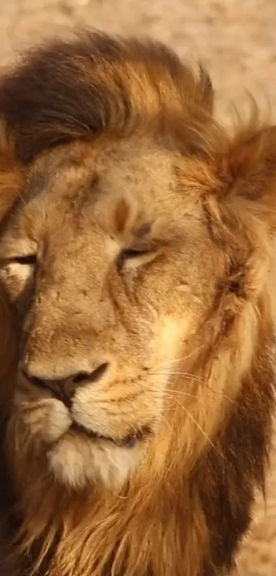 Carnivore Felidae Whiskers Live Wallpaper