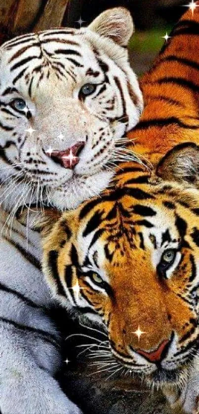Carnivore Felidae White Live Wallpaper