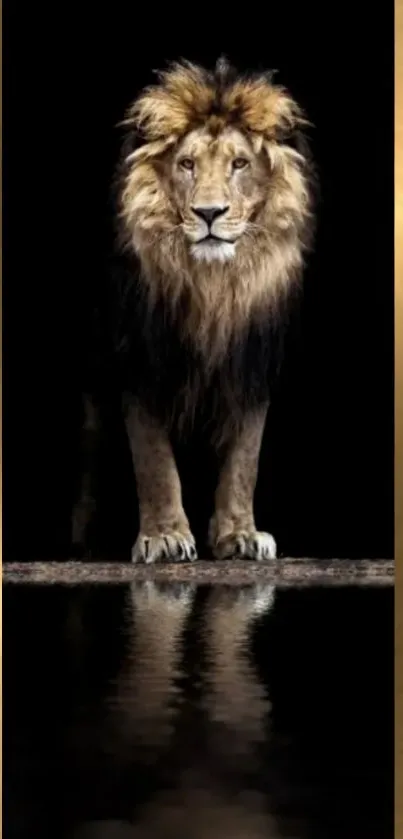 Carnivore Lion Felidae Live Wallpaper