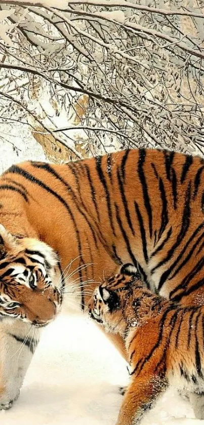 Carnivore Mammal Snout Live Wallpaper