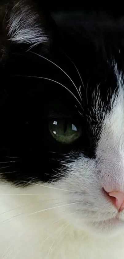 Carnivore Snout Cat Live Wallpaper