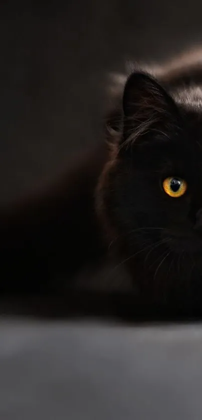 Carnivore Snout Cat Live Wallpaper