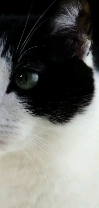 Carnivore Snout Cat Live Wallpaper