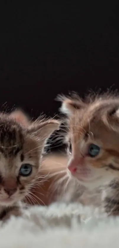 Carnivore Snout Cat Live Wallpaper