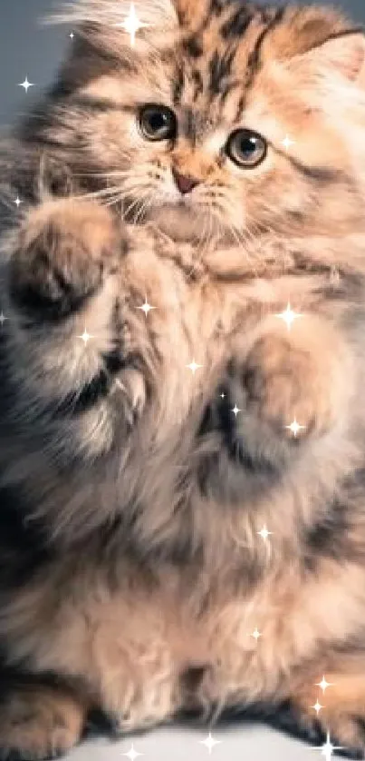 Carnivore Snout Cat Live Wallpaper