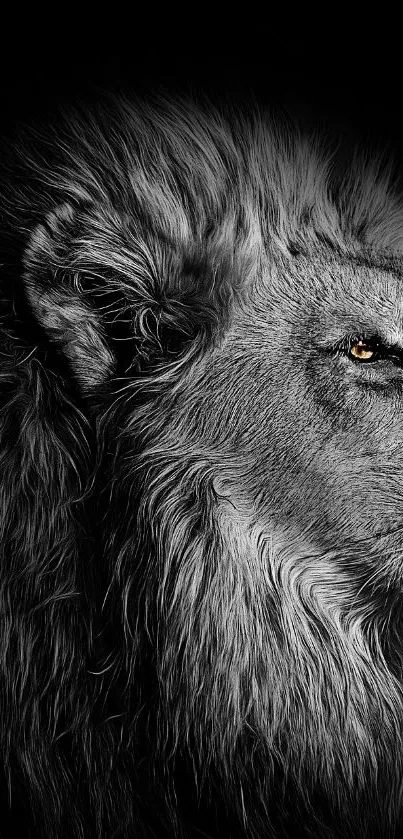 Carnivore Snout Felidae Live Wallpaper