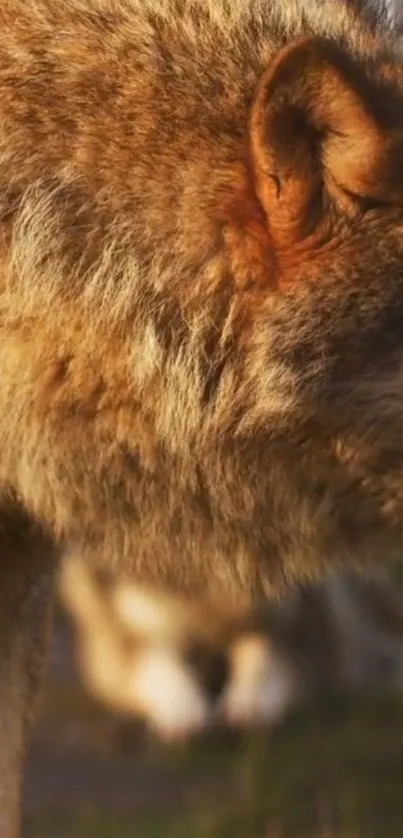 Carnivore Snout Felidae Live Wallpaper
