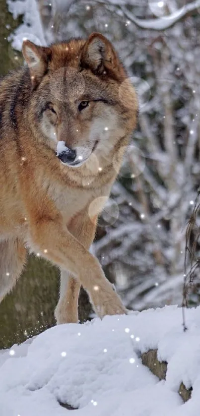 Carnivore Snout Light Live Wallpaper