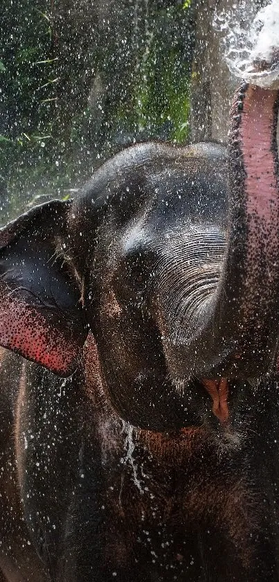 Carnivore Snout Whiskers Live Wallpaper