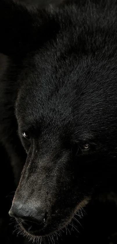 Carnivore Snout Whiskers Live Wallpaper
