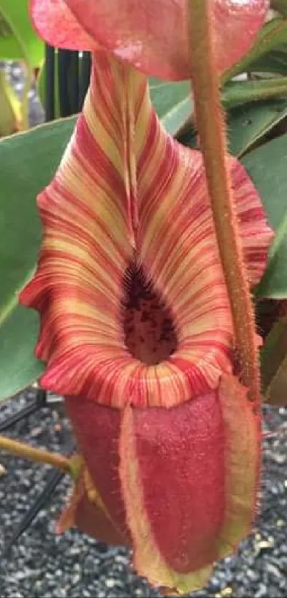 Vibrant red carnivorous plant with green leaves on a mobile wallpaper.