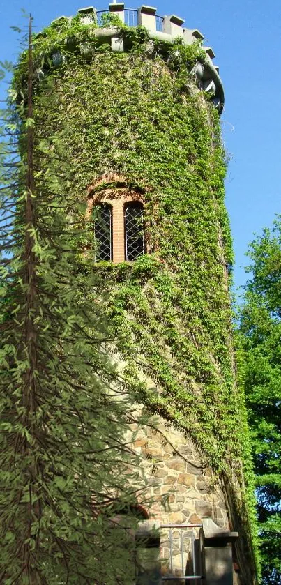 Castle tower wrapped in vibrant green ivy under a clear blue sky.