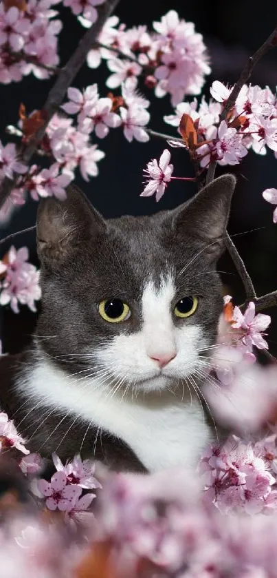 A grey and white cat surrounded by pink cherry blossoms.