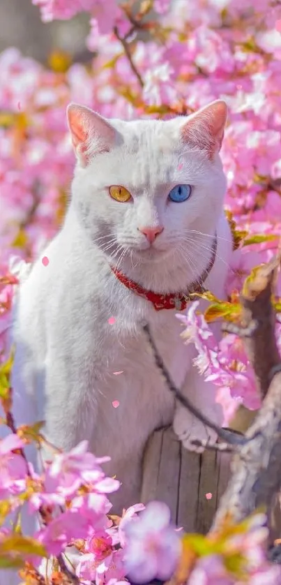 White cat with colorful eyes amongst pink cherry blossoms.