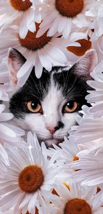 Cat peeking through white daisies wallpaper.