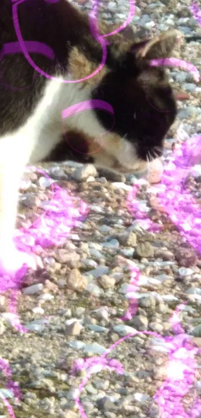 Black and white cat walking on pebbles.