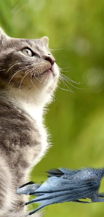 Playful cat with fantasy bird in green nature.