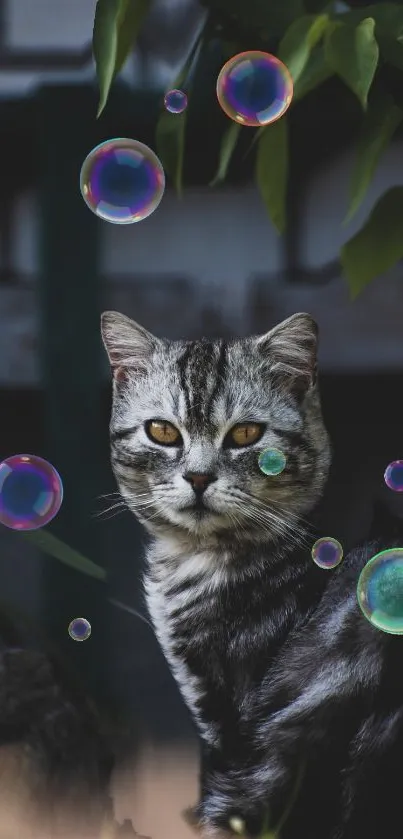 Serene cat surrounded by whimsical bubbles on mobile wallpaper.