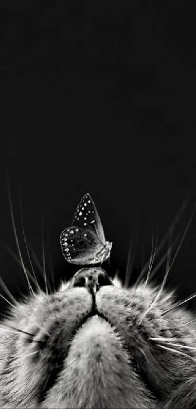 Black and white image of a cat with a butterfly on its nose.