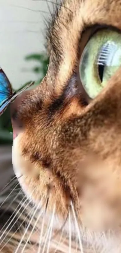 Close-up of a cat watching a butterfly with intense focus.