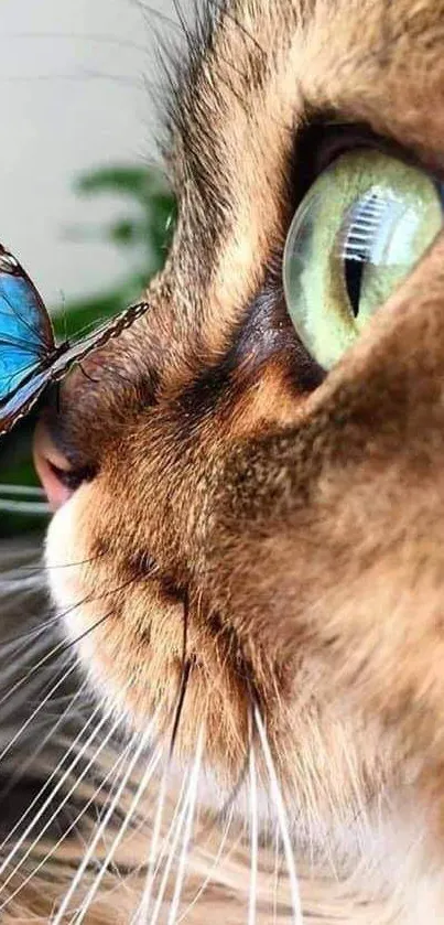 Close-up of a cat and a blue butterfly on its nose.