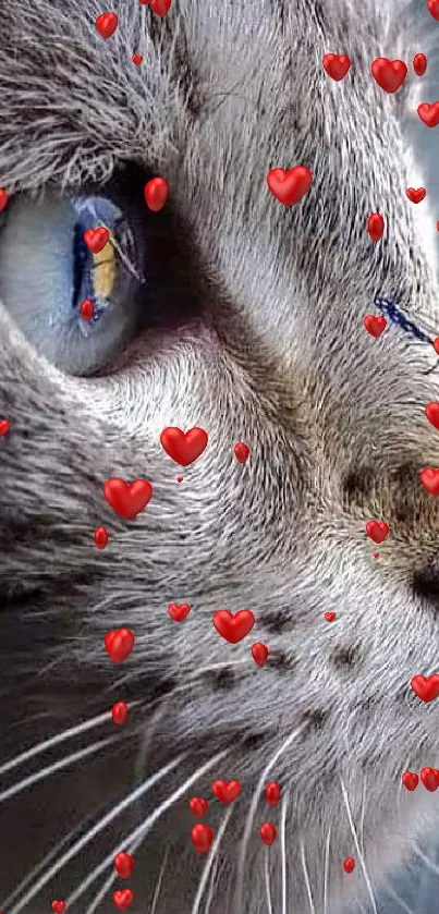 Close-up of a cat with butterfly and red hearts, creating a whimsical wallpaper.