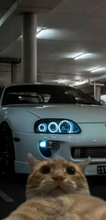 Cat poses in front of a stylish sports car in a parking garage.