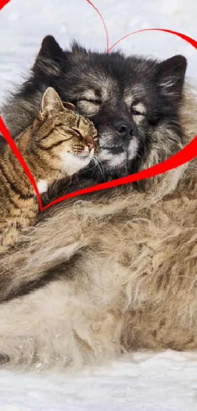 Cute cat cuddling with dog inside heart shape on snow.