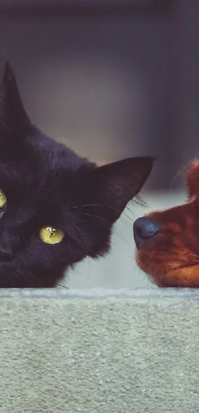 Wallpaper of a black cat and brown dog in an outdoor setting.