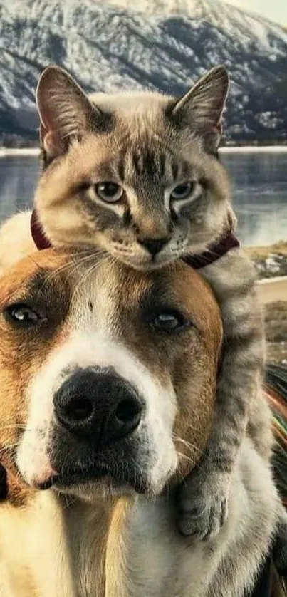 Cat sitting on dog's head with mountain and lake backdrop.